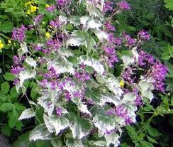 Image result for Lunaria annua