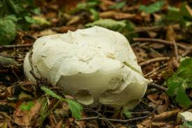 Attēlu rezultāti vaicājumam “Amaurochaete atra spores”