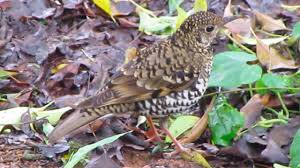 Image result for Zoothera dauma