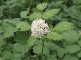 Attēlu rezultāti vaicājumam “Actaea spicata flower”