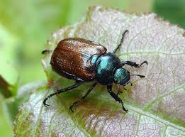 Attēlu rezultāti vaicājumam “Phyllopertha horticola”