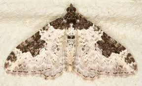 Attēlu rezultāti vaicājumam “Xanthorhoe fluctuata”