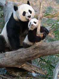 Image result for pandas