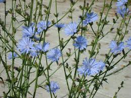 Image result for Cichorium intybus