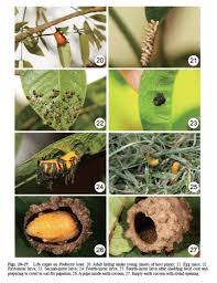 Attēlu rezultāti vaicājumam “Galerucella nymphaeae pupa”