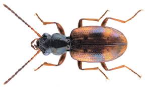 Attēlu rezultāti vaicājumam “Bembidion sp.”
