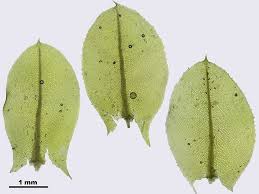 Attēlu rezultāti vaicājumam “Plagiomnium elatum”