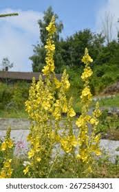 Attēlu rezultāti vaicājumam “Verbascum densiflorum flower”