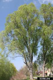 Attēlu rezultāti vaicājumam “Populus simonii”