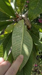 Attēlu rezultāti vaicājumam “Coleosporium sp.”