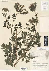 Attēlu rezultāti vaicājumam “Hydrophyllaceae”