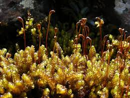 Attēlu rezultāti vaicājumam “Palustriella falcata”