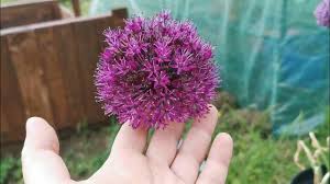 Attēlu rezultāti vaicājumam “Allium holandicum”