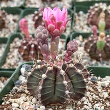 Image result for Gymnocalycium