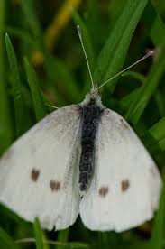 Attēlu rezultāti vaicājumam “Pieris rapae female”