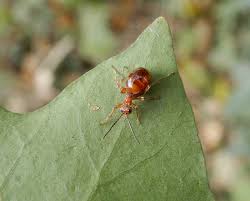 Attēlu rezultāti vaicājumam “Biorhiza pallida”