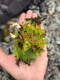 Attēlu rezultāti vaicājumam “Cetrelia sp.”