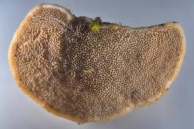 Attēlu rezultāti vaicājumam “Trametes suaveolens”