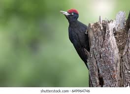 Attēlu rezultāti vaicājumam “Dryocopus martius adult”