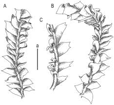 Attēlu rezultāti vaicājumam “Chiloscyphus pallescens”