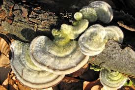 Attēlu rezultāti vaicājumam “Stereum hirsutum”