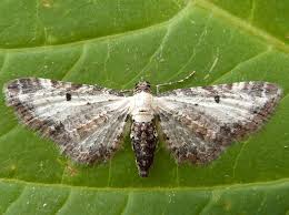 Attēlu rezultāti vaicājumam “Eupithecia succenturiata”