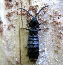 Attēlu rezultāti vaicājumam “Phosphaenus hemipterus”