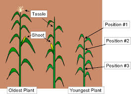 Attēlu rezultāti vaicājumam “Zea mays female flower”