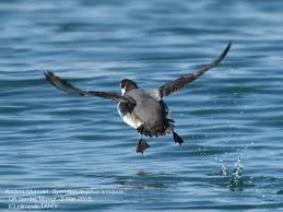 Image result for Synthliboramphus antiquus