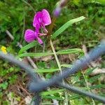 Attēlu rezultāti vaicājumam “Vicia angustifolia leaf”
