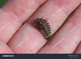 Attēlu rezultāti vaicājumam “Silpha obscura”