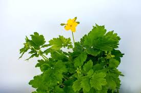 Attēlu rezultāti vaicājumam “Chelidonium majus leaf”