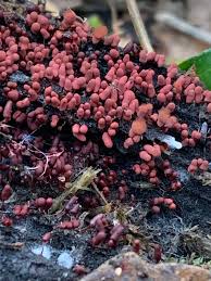 Attēlu rezultāti vaicājumam “Physarum globuliferum spores”