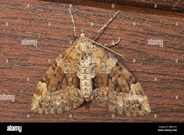 Attēlu rezultāti vaicājumam “Thera variata”