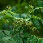 Attēlu rezultāti vaicājumam “Phellodendron amurense flower”