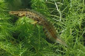 Attēlu rezultāti vaicājumam “Triturus vulgaris”