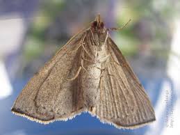 Attēlu rezultāti vaicājumam “Colobochyla salicalis”