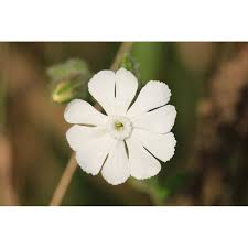 Image result for Lychnis coronaria alba