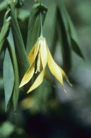 Attēlu rezultāti vaicājumam “Uvularia grandiflora”