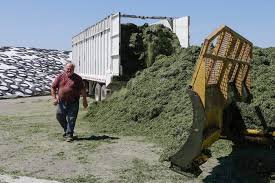 Image result for agrobellon tehron