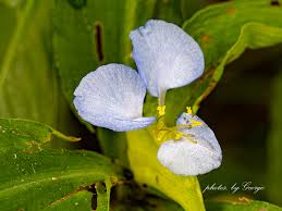 Attēlu rezultāti vaicājumam “Commelinaceae”