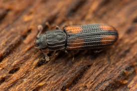 Attēlu rezultāti vaicājumam “Bitoma crenata”