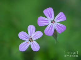 Attēlu rezultāti vaicājumam “Geranium robertianum flower”