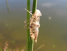 Attēlu rezultāti vaicājumam “Neottiura bimaculata female”