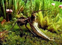Attēlu rezultāti vaicājumam “Dolomedes fimbriatus”