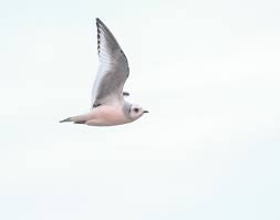 Image result for Rhodostethia rosea