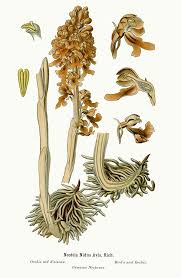 Attēlu rezultāti vaicājumam “Neottia nidus-avis”