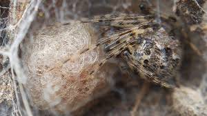 Attēlu rezultāti vaicājumam “Phylloneta cocoon”