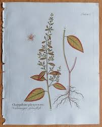 Attēlu rezultāti vaicājumam “Chenopodium polyspermum”