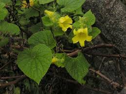 Attēlu rezultāti vaicājumam “Thladiantha dubia flower”